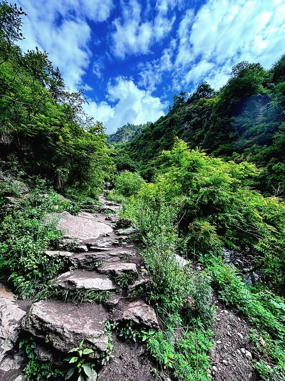 Yulla Kanda Trek Guide (2026): Cost, Route & Return The trail winding through forest and stairs below Yulla Khas